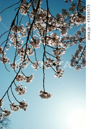 さくら　花びら　青空　快晴 45936575