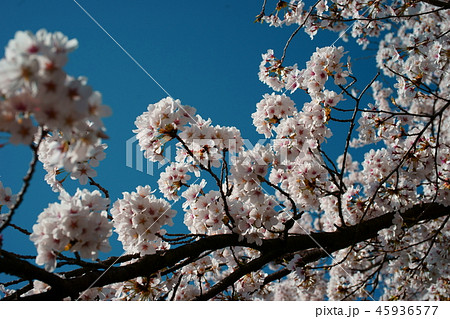 さくら 青空 花びら 背景ボケ さくら 青空 花びら 背景ボケ 45936577