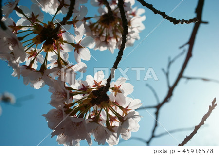 さくら　青空　逆行　花びら 45936578