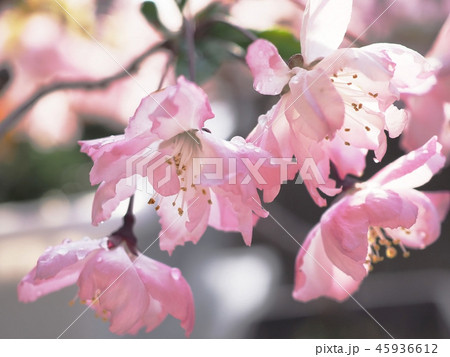 花海棠-3 花海棠-3 45936612