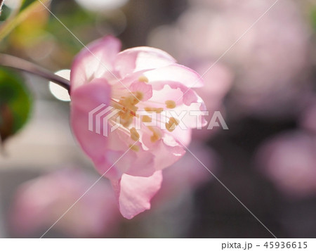 花海棠-3 45936615