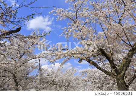 桜 桜 45936631