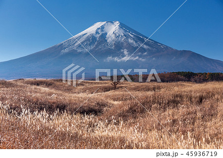 梨ヶ原から朝日に輝くススキと富士山 45936719