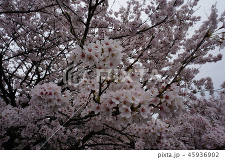 桜 桜 45936902