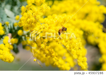 【東京都】アカシアの花 45937286
