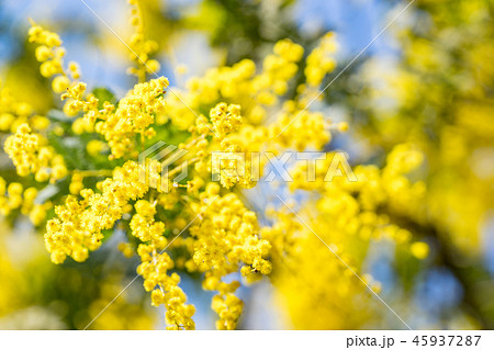 【東京都】アカシアの花 45937287