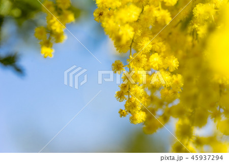 【東京都】アカシアの花 45937294