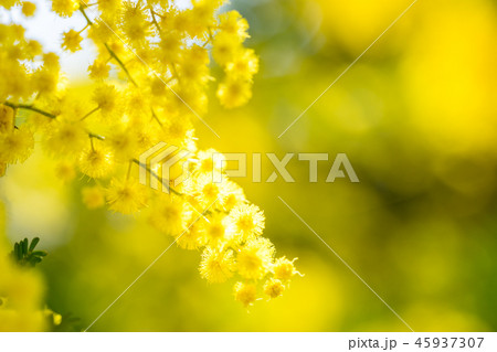 【東京都】アカシアの花 45937307