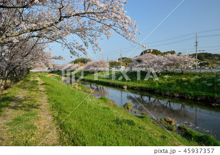 ソメイヨシノ（牧之原市勝間田川）180401am7:04 45937357