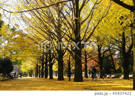 11月　練馬22光が丘公園･ｲﾁｮｳ並木の黄葉 45937422