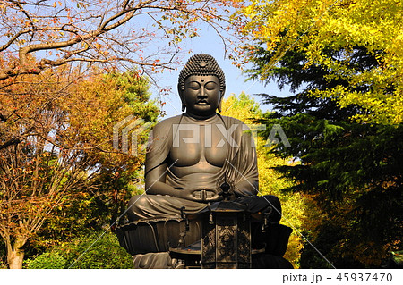 11月 板橋25乗蓮寺東京大仏(赤塚大仏)とイチョウ黄葉 11月 板橋25乗蓮寺東京大仏(赤塚大仏)とイチョウ黄葉 45937470