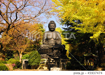 11月　板橋22乗蓮寺東京大仏(赤塚大仏)とｲﾁｮｳ黄葉 45937474