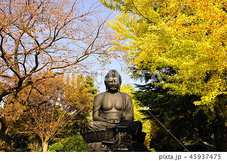 11月　板橋21乗蓮寺東京大仏(赤塚大仏)とｲﾁｮｳ黄葉 45937475