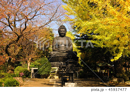 11月 板橋19乗蓮寺東京大仏(赤塚大仏)とイチョウ黄葉 11月 板橋19乗蓮寺東京大仏(赤塚大仏)とイチョウ黄葉 45937477