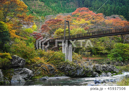 11月　青梅25御岳渓谷の紅葉 45937506