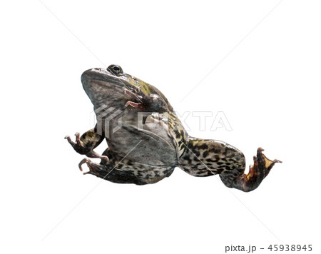 Frog in different angles on a white background. 45938945