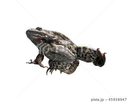 Frog in different angles on a white background. 45938947
