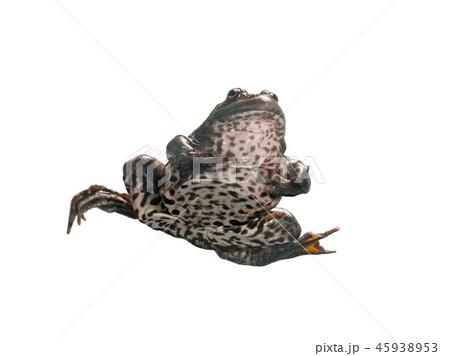 Frog in different angles on a white background. 45938953