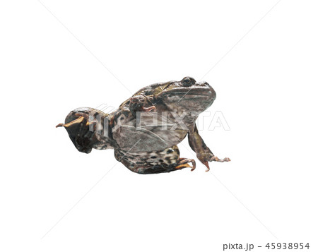 Frog in different angles on a white background. 45938954