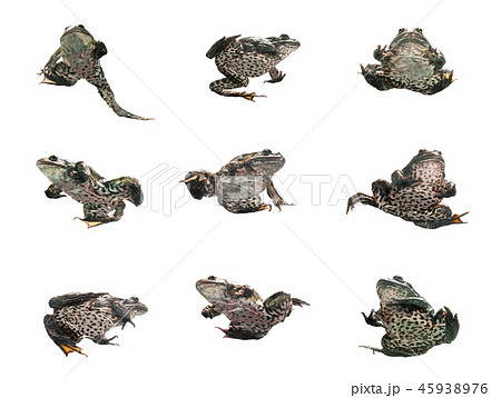 Frog in different angles on a white background. 45938976