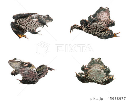 Frog in different angles on a white background. 45938977