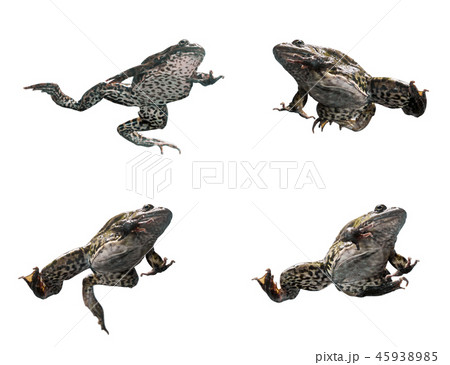 Frog in different angles on a white background. Frog in different angles on a white background. 45938985