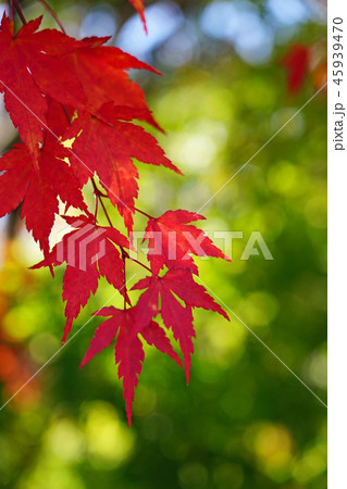 美しいイロハモミジの紅葉 45939470