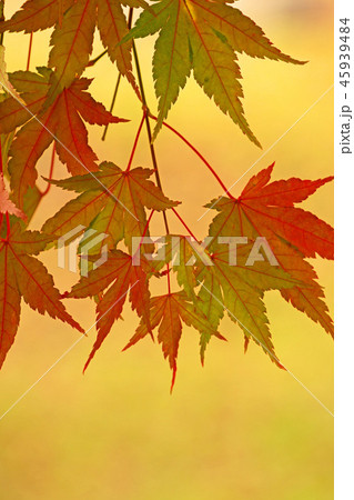 赤く色づき始めたイロハモミジ 45939484