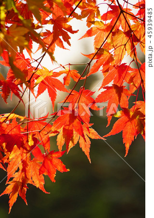 美しく紅葉したイロハモミジ 45939485