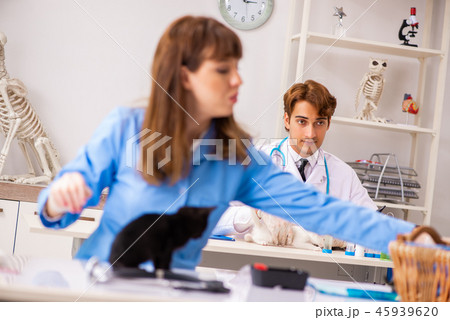 Doctor and assistant in vet clinic checking up kitten Doctor and assistant in vet clinic checking up kitten 45939620