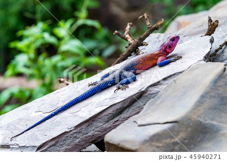 Male Mwanza flat-headed rock agama or Agama mwanzae 45940271