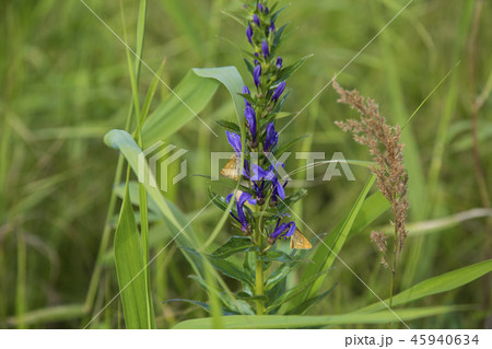 サワギキョウ　サロベツ原野　夏景 45940634