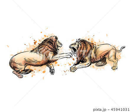 Two Fighting Lions From A Splash Of Watercolor Stock Illustration Two Fighting Lions From A Splash Of Watercolor Stock Illustration
