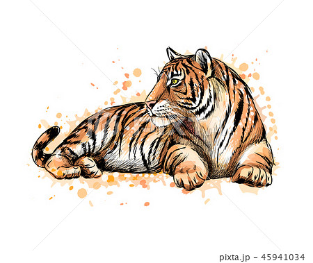 Portrait Of A Lying Tiger From A Splash Of のイラスト素材