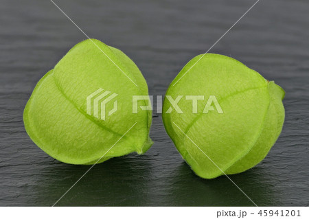 フウセンカズラ (深度合成) 45941201