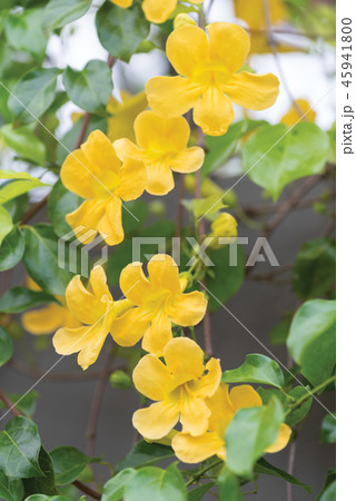 Beautiful yellow flowers with green leaves  45941800