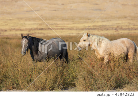 Wild Horses in the Utah Desert Wild Horses in the Utah Desert 45942822
