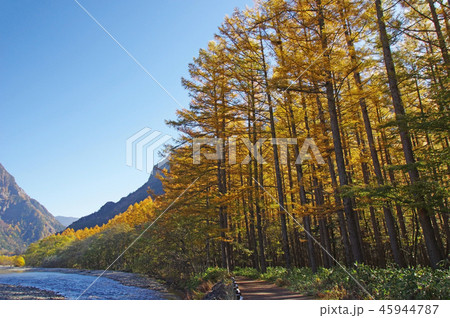 秋の上高地(梓川沿いの落葉松) 秋の上高地(梓川沿いの落葉松) 45944787