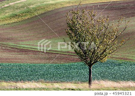 Landscape with tree, South Moravia 45945321
