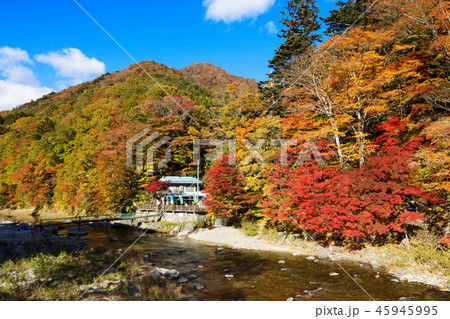 紅の吊橋より箒川沿いの紅葉を望む 紅の吊橋より箒川沿いの紅葉を望む 45945995