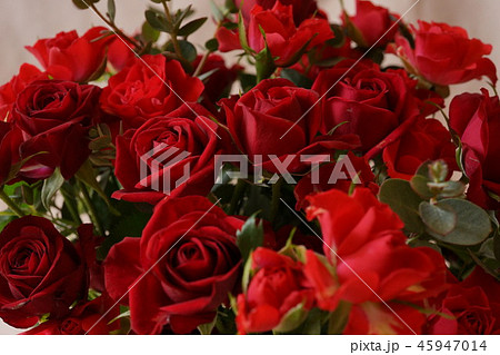 赤い　バラ　いっぱい　マクロレンズ 45947014