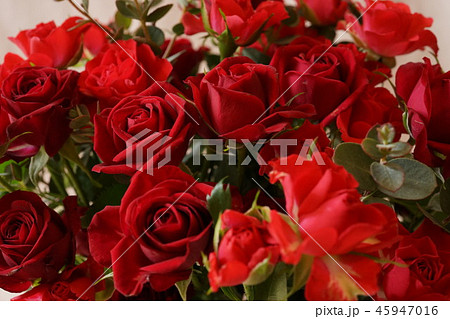 赤い　バラ　いっぱい　マクロレンズ 45947016