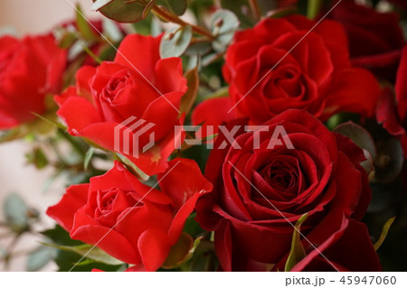 赤い　バラ　いっぱい　マクロレンズ 45947060