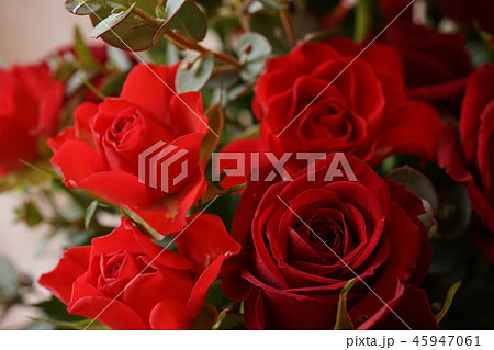 赤い　バラ　いっぱい　マクロレンズ 45947061
