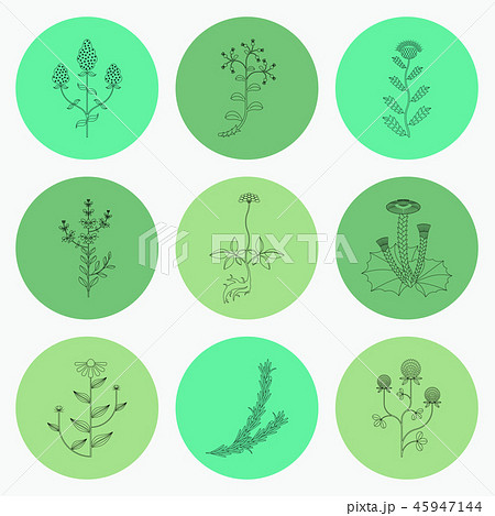 Medicinal herbs icons set 45947144
