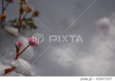雪の中の花2 45947357