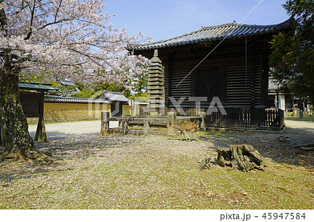 東大寺　法華堂経庫の鹿と桜 45947584