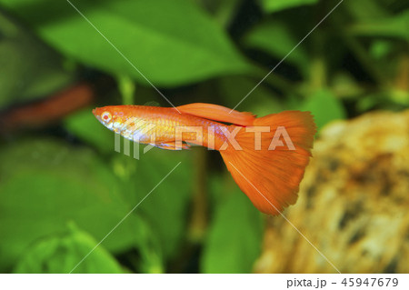 guppy (Poecilia reticulata) in aquarium 45947679