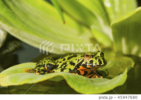 Oriental fire-bellied toad (Bombina orientalis) 45947680