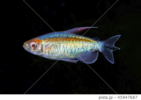 Congo tetra (Phenacogrammus interruptus) Congo tetra (Phenacogrammus interruptus) 45947687